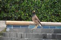 Mynah, or locust Starling is a bird of the Starling family.